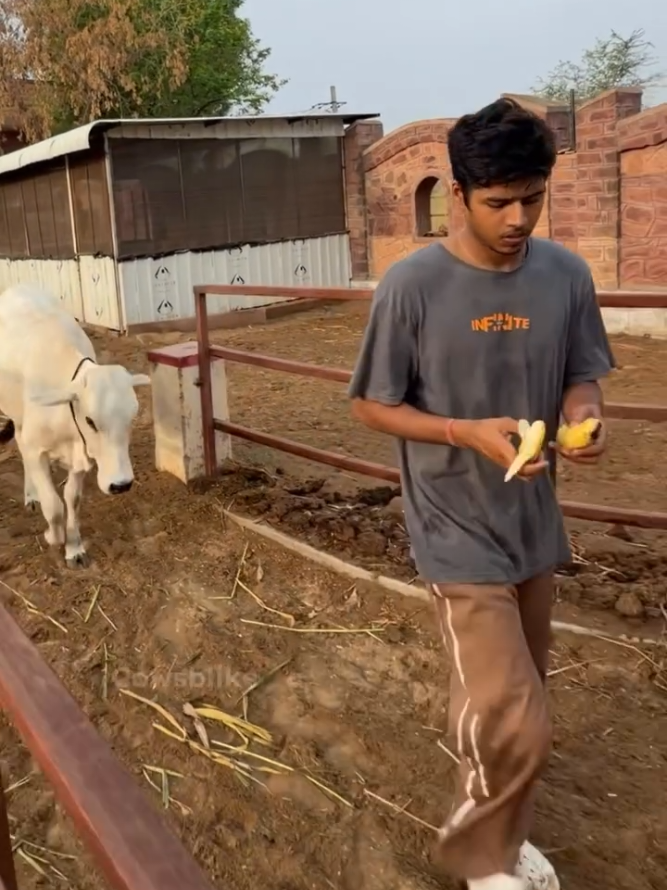 @cows_b_like