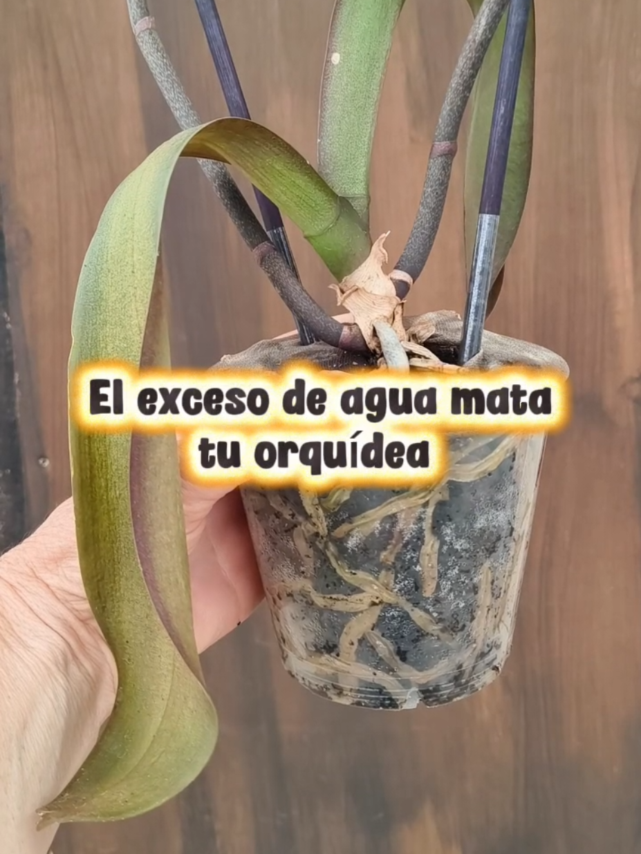 @𝑴𝒊 P𝒂𝒕𝒊𝒐𝒉𝒖𝒆𝒓𝒕𝒐