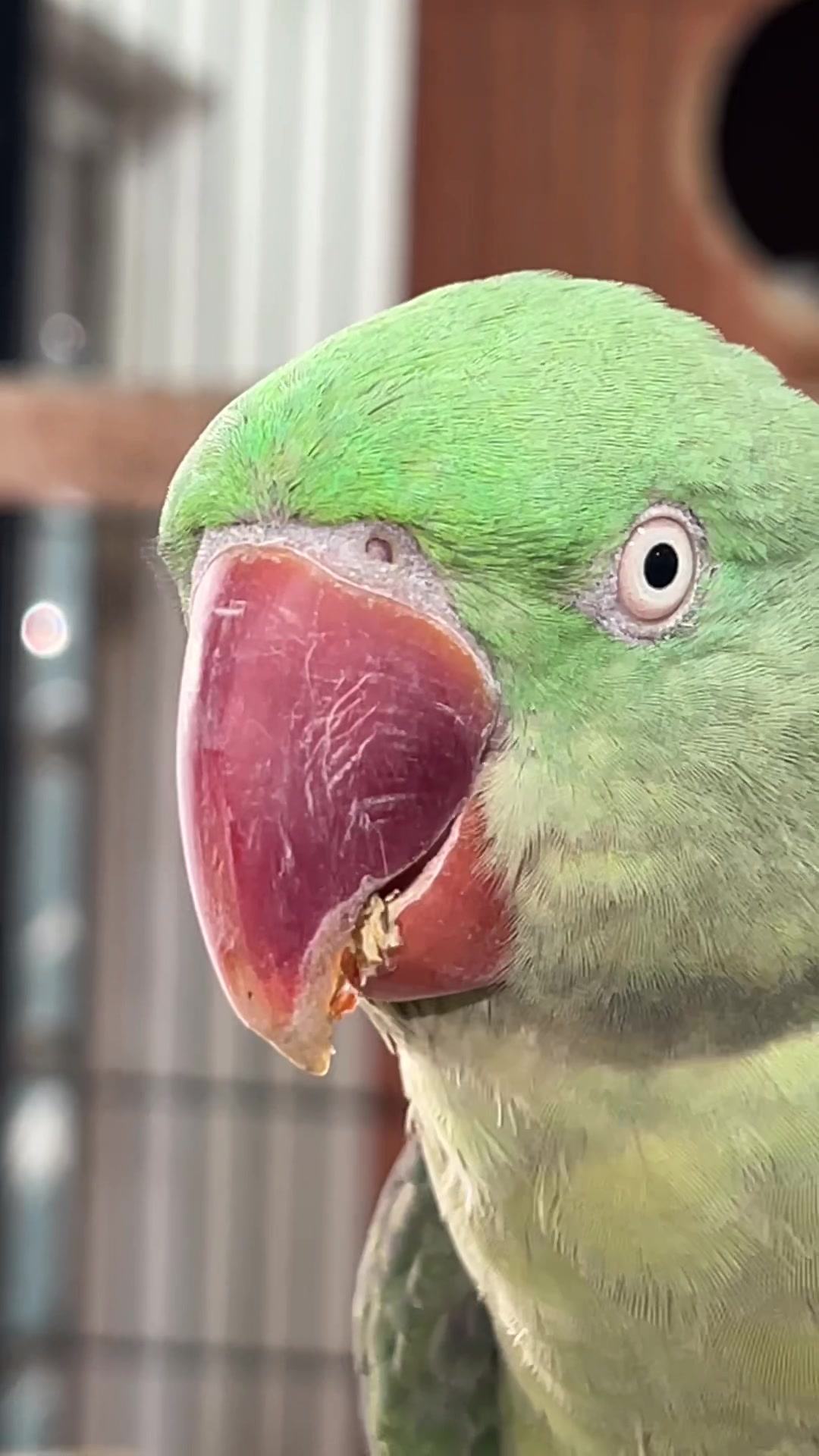 @Zozi Aviary