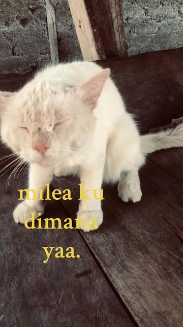 @fikarr