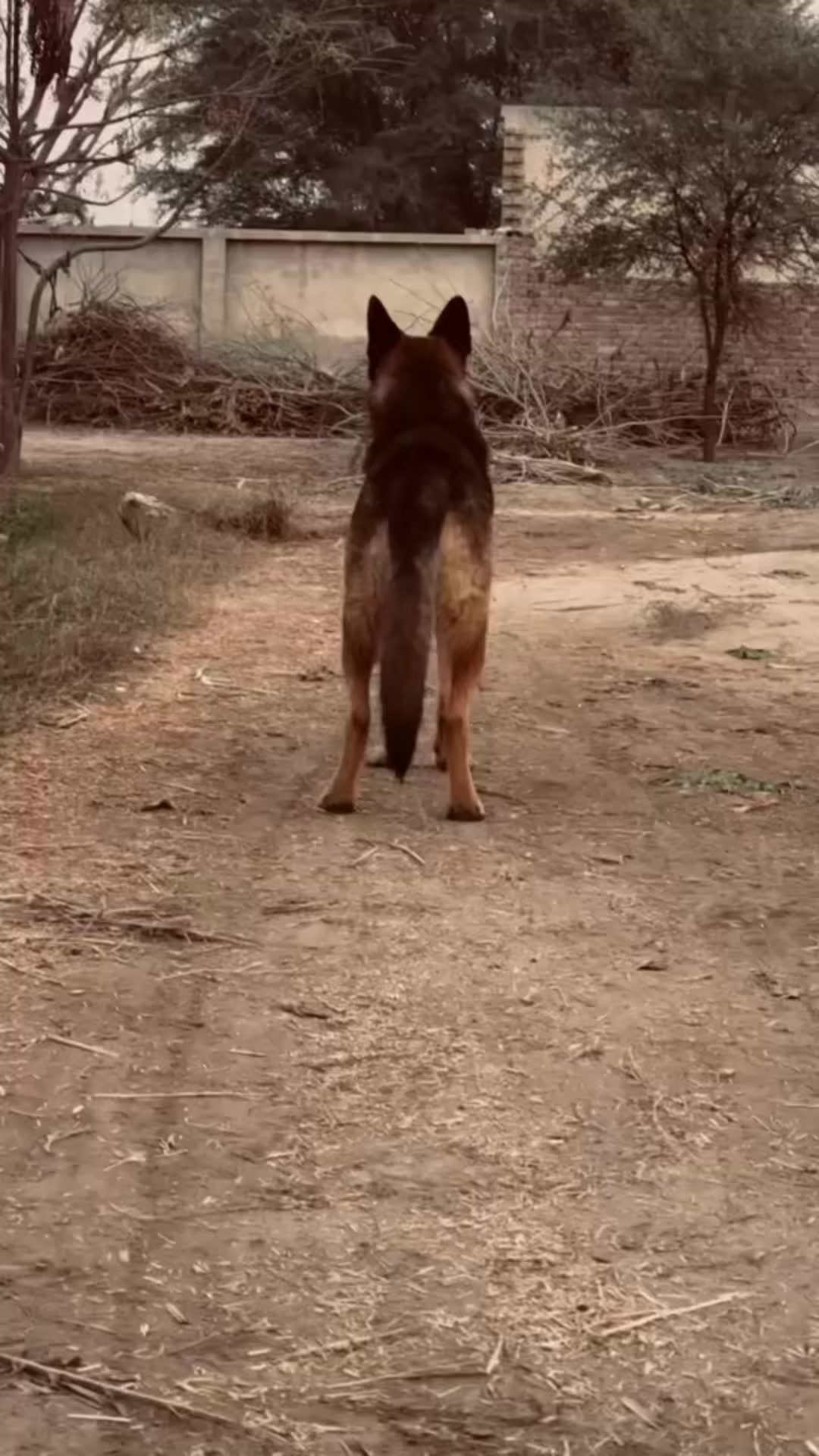 @ASH🐶