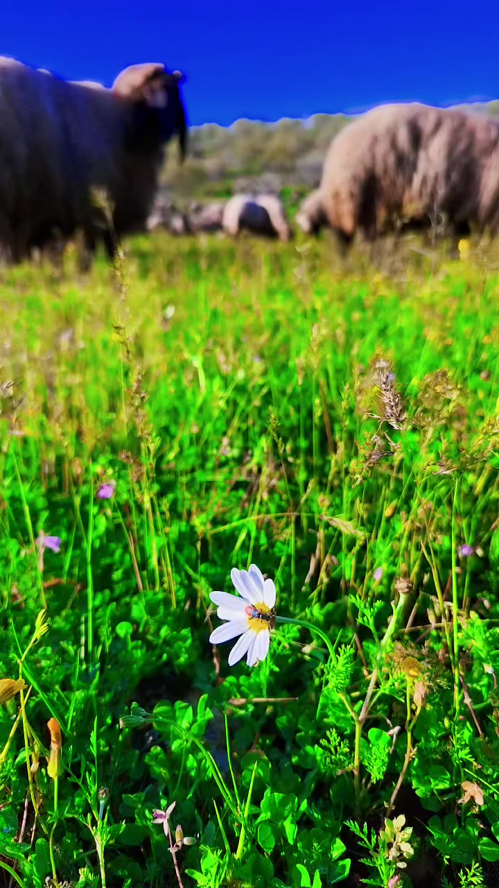 @↪️DEVRAN🌼56☑️