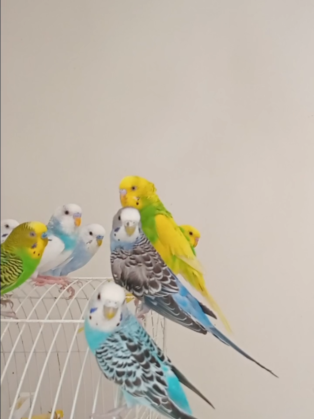 @Budgies108