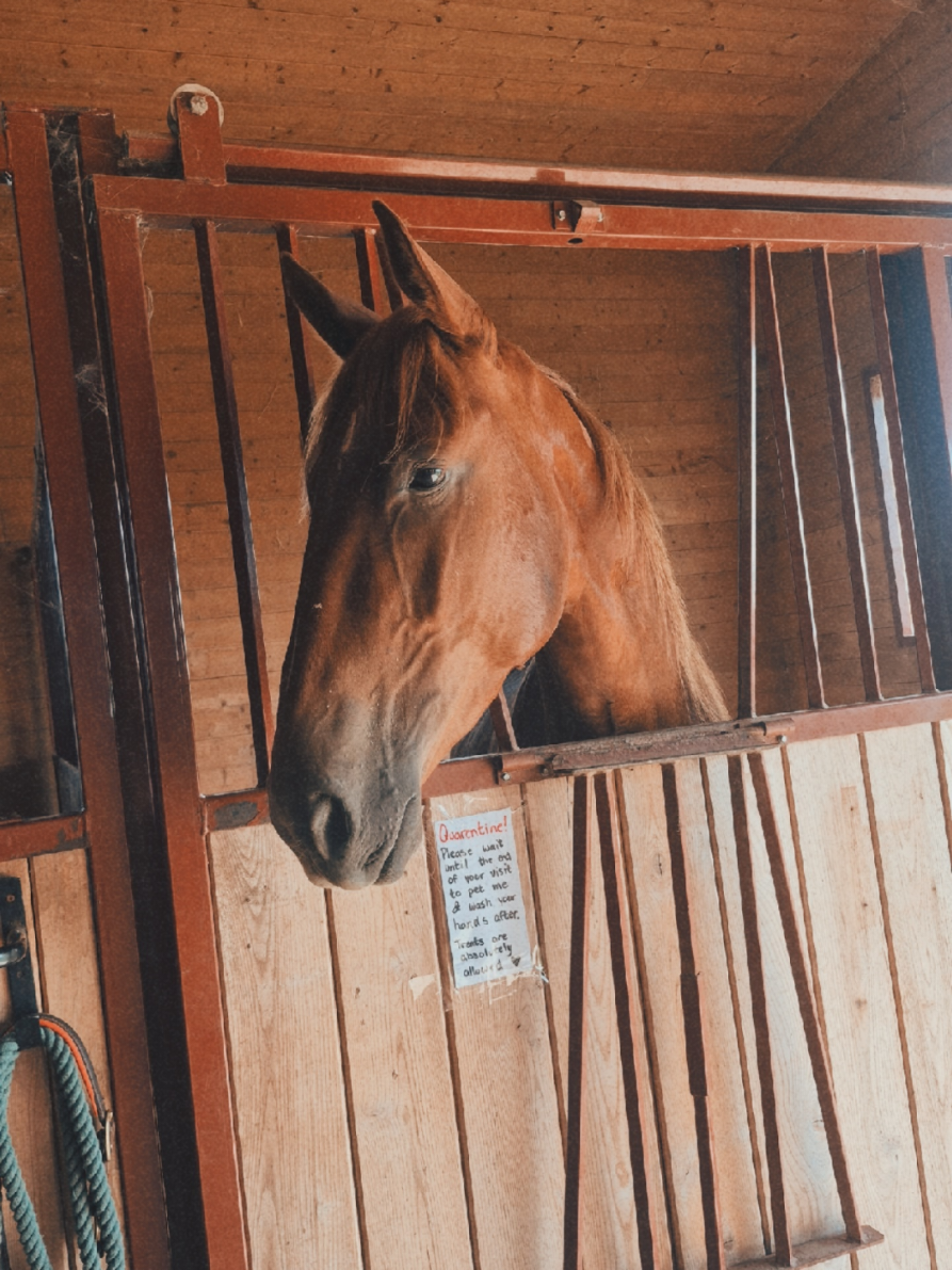 @Tiana 👩🏽&zwj;🌾🐴