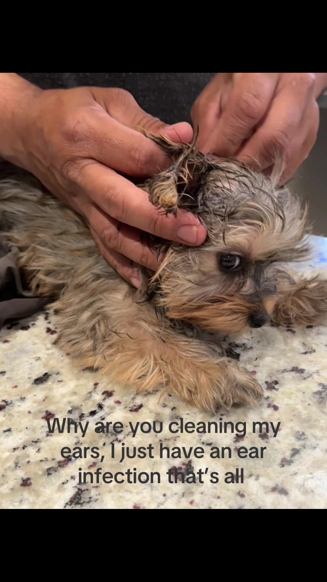 @Penny the Yorkie