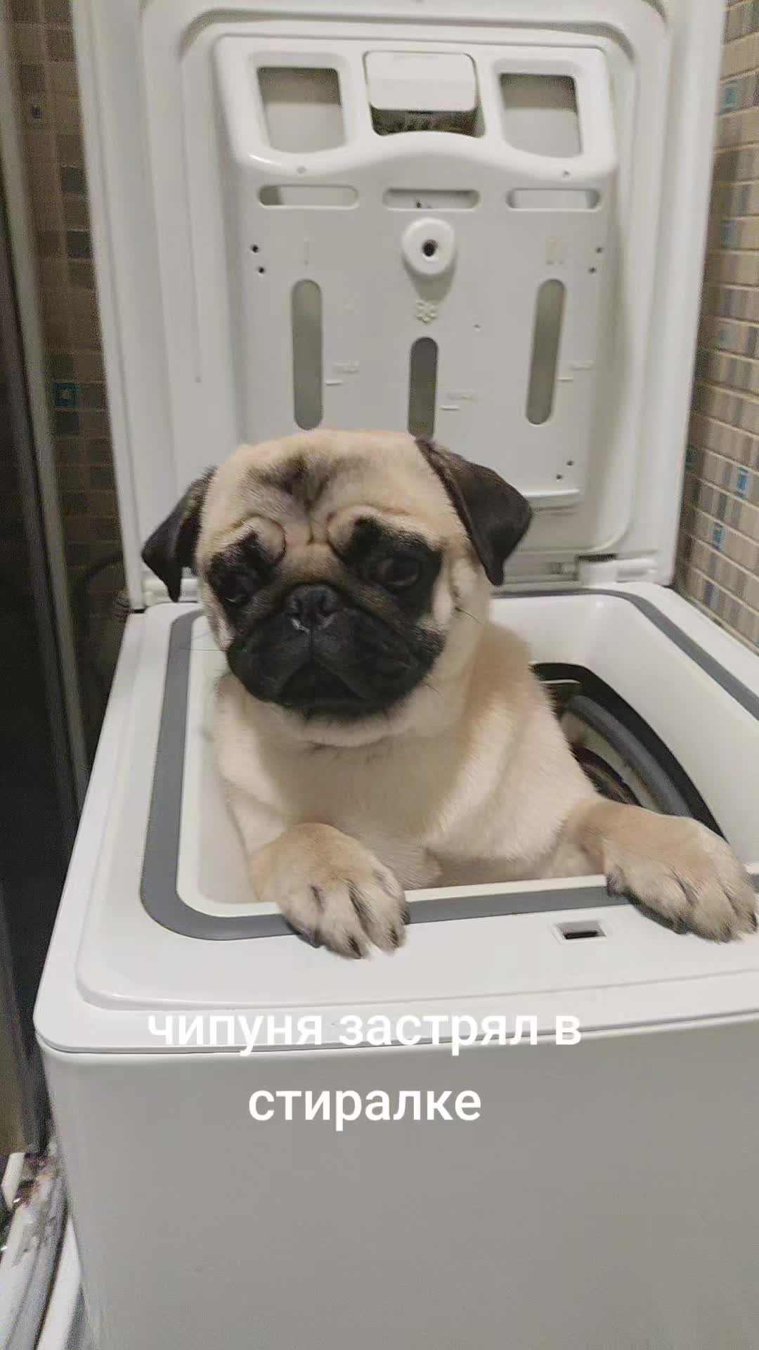 @ЧИПУНЕТСКИЙ👑