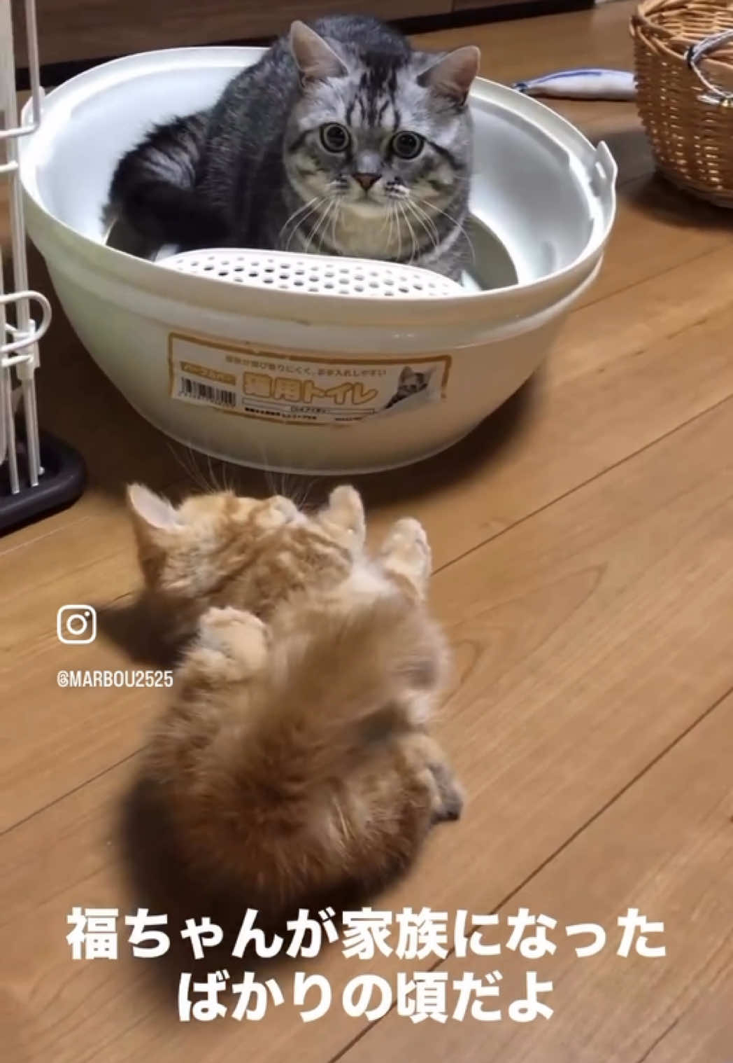 @大福兄弟😽