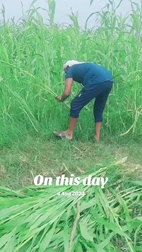 @Riaz0084285