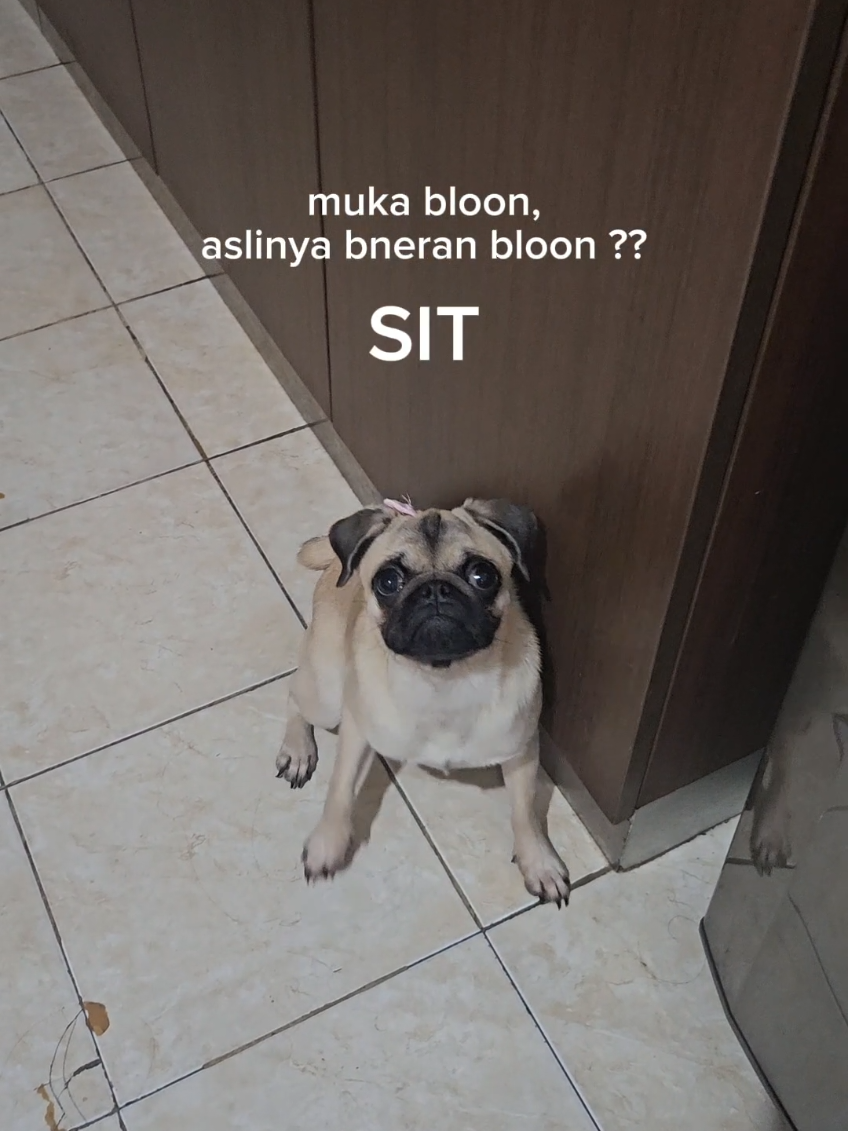 @Miso The Pug | Eat&Travel 🐾
