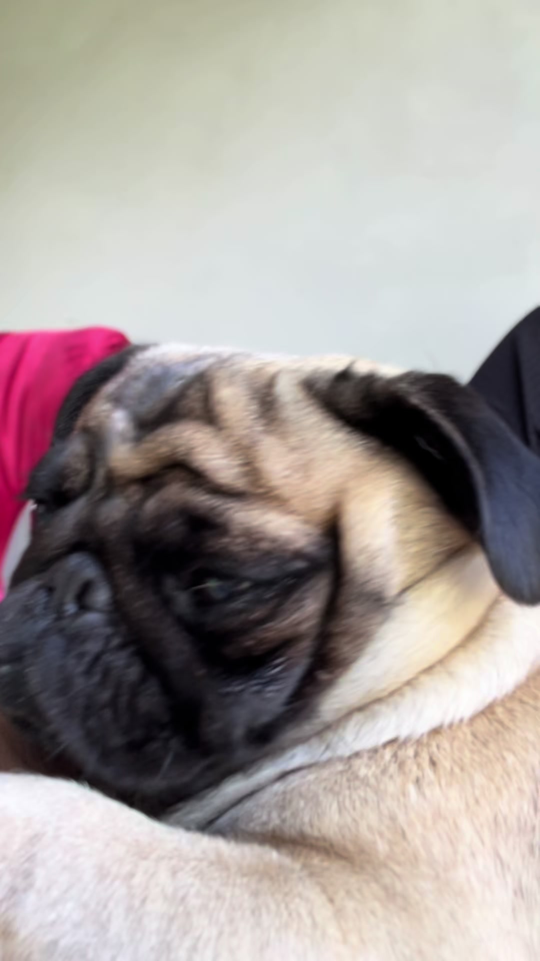 @pugSofyHarry