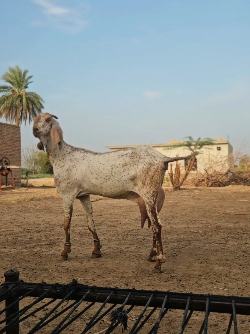 @《SIDHU}{GOAT}{FARM》