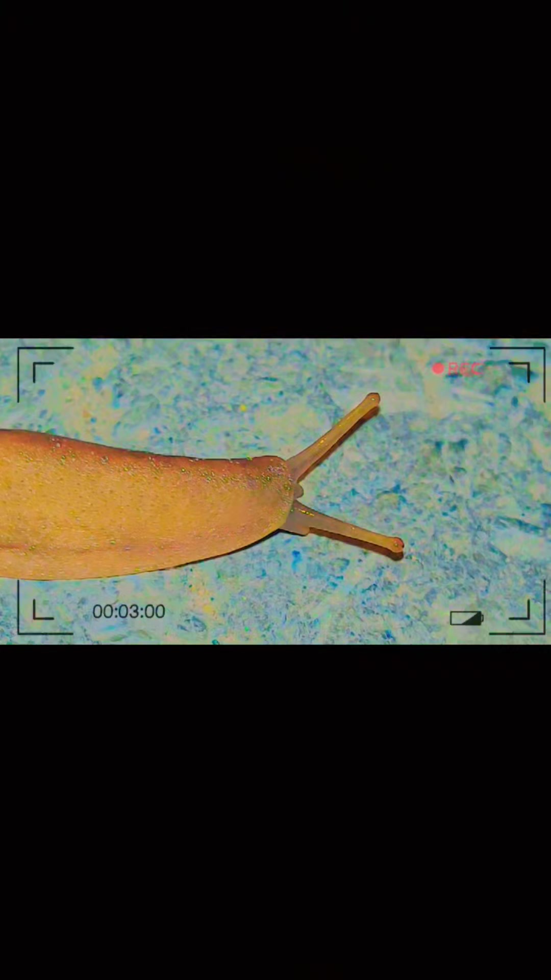 @⟆ 𝑲𝒉𝒖𝒓𝒔𝒉𝒆𝒆𝒅 ⟅