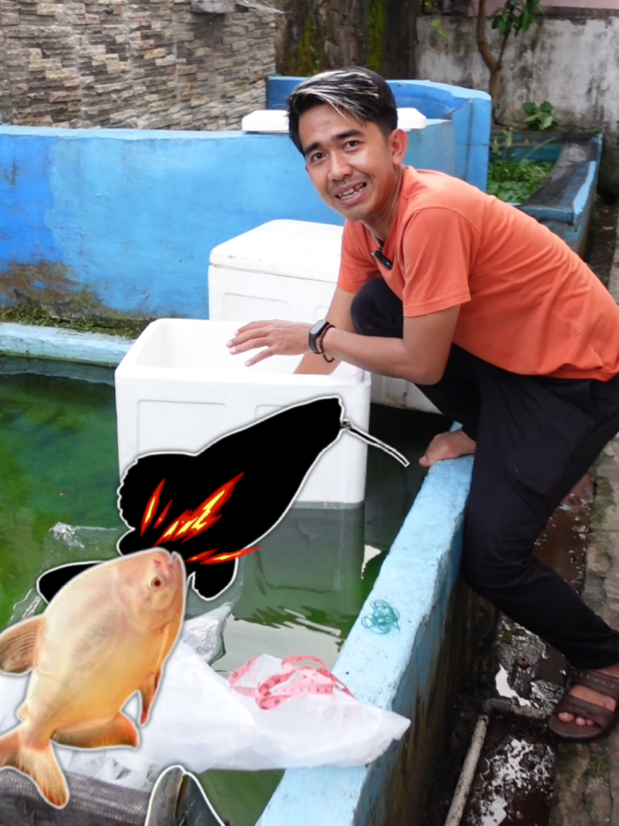 @imam noer