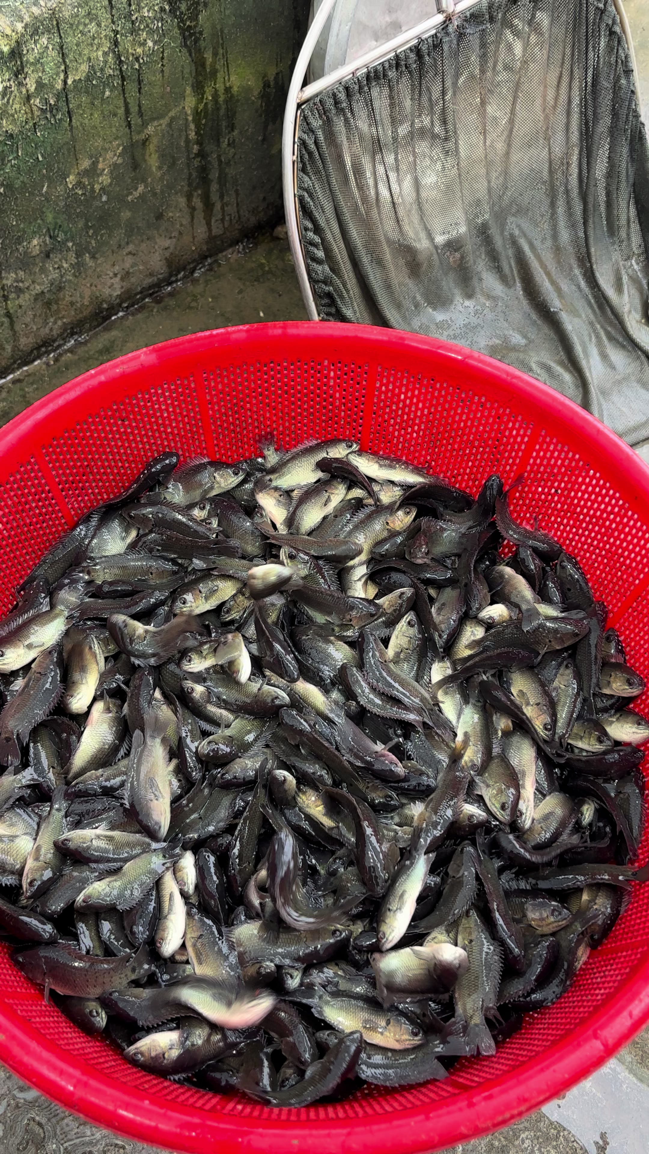 @Trại Cá Giống Quang Lâm