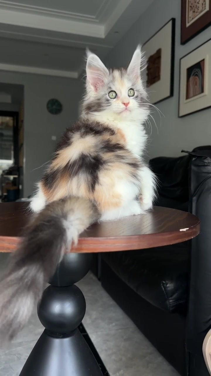 @Majestic Maine Coons 🐾