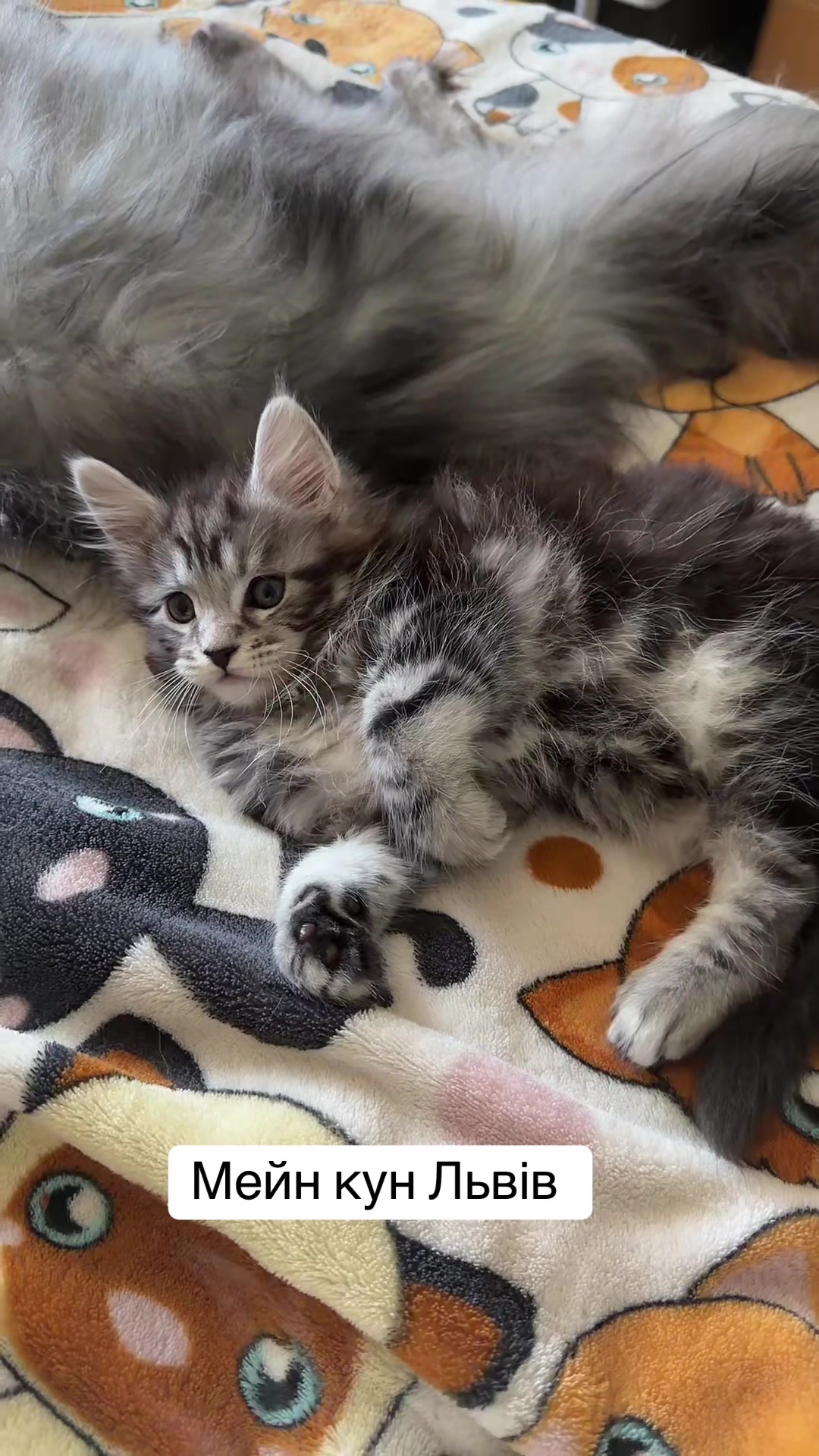 @PARAKENTOS*UA Maine coon
