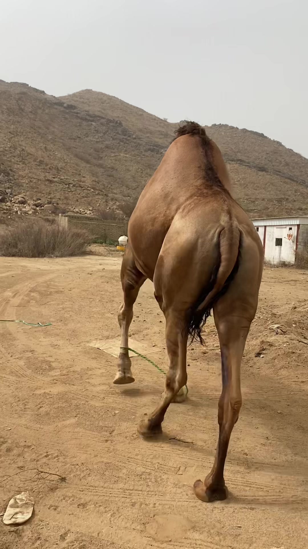 @سلطان الزهراني 702