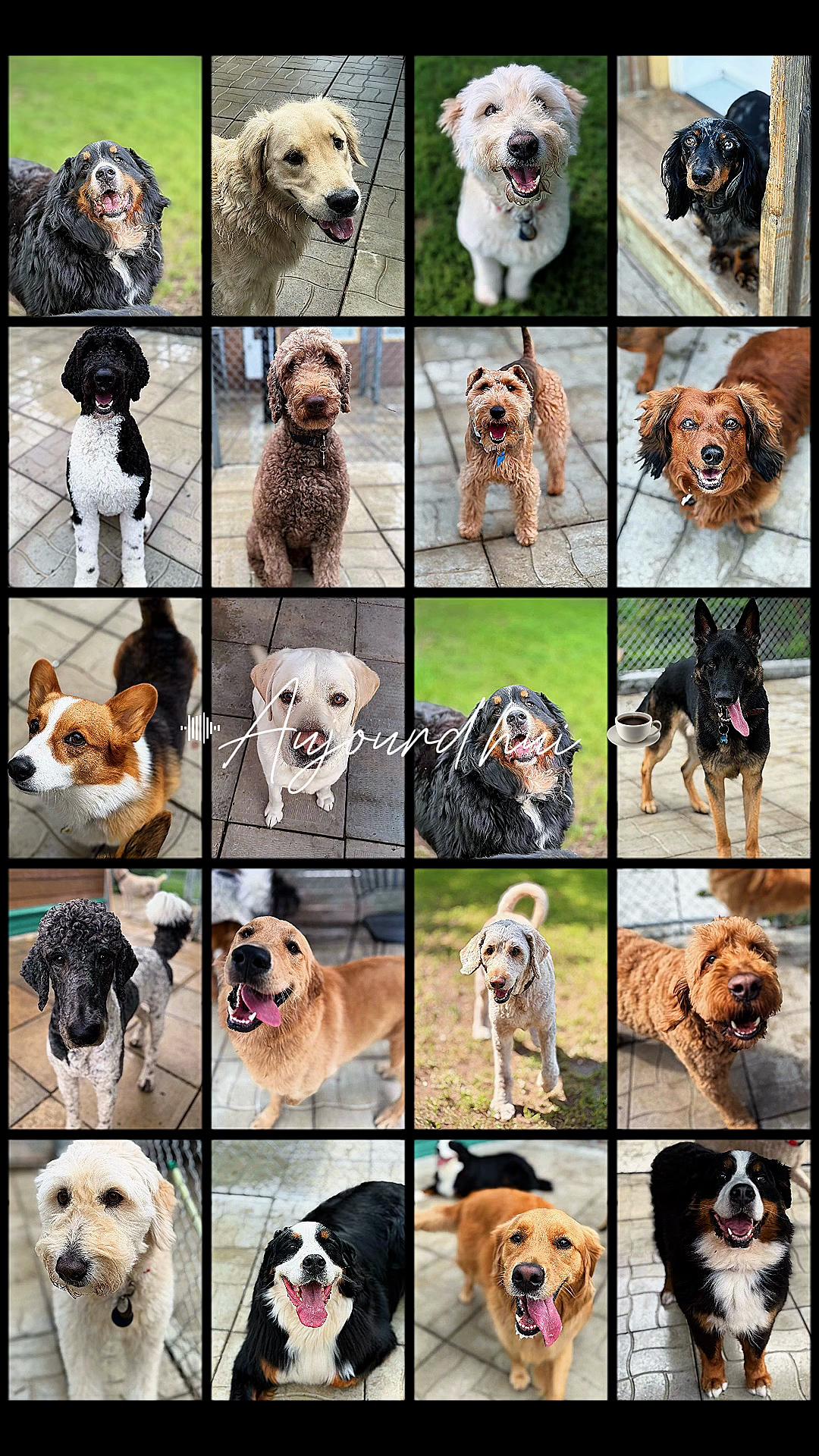 @Pension.canine.Aguerin