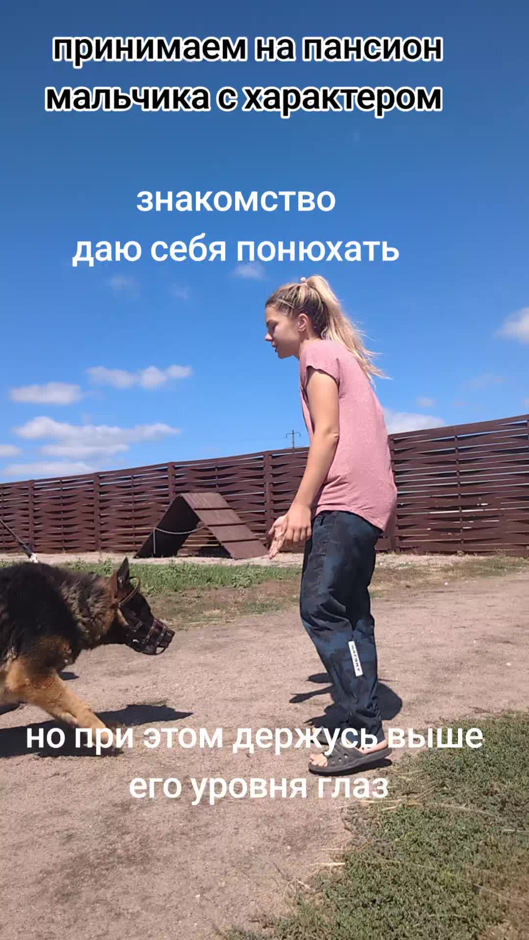 @вівчарки "Wolf'sfelzem"