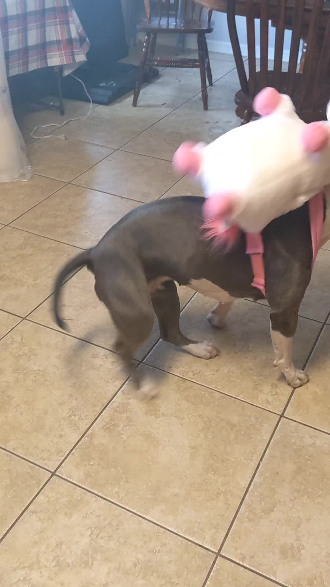 @Bella_Blue_Bully