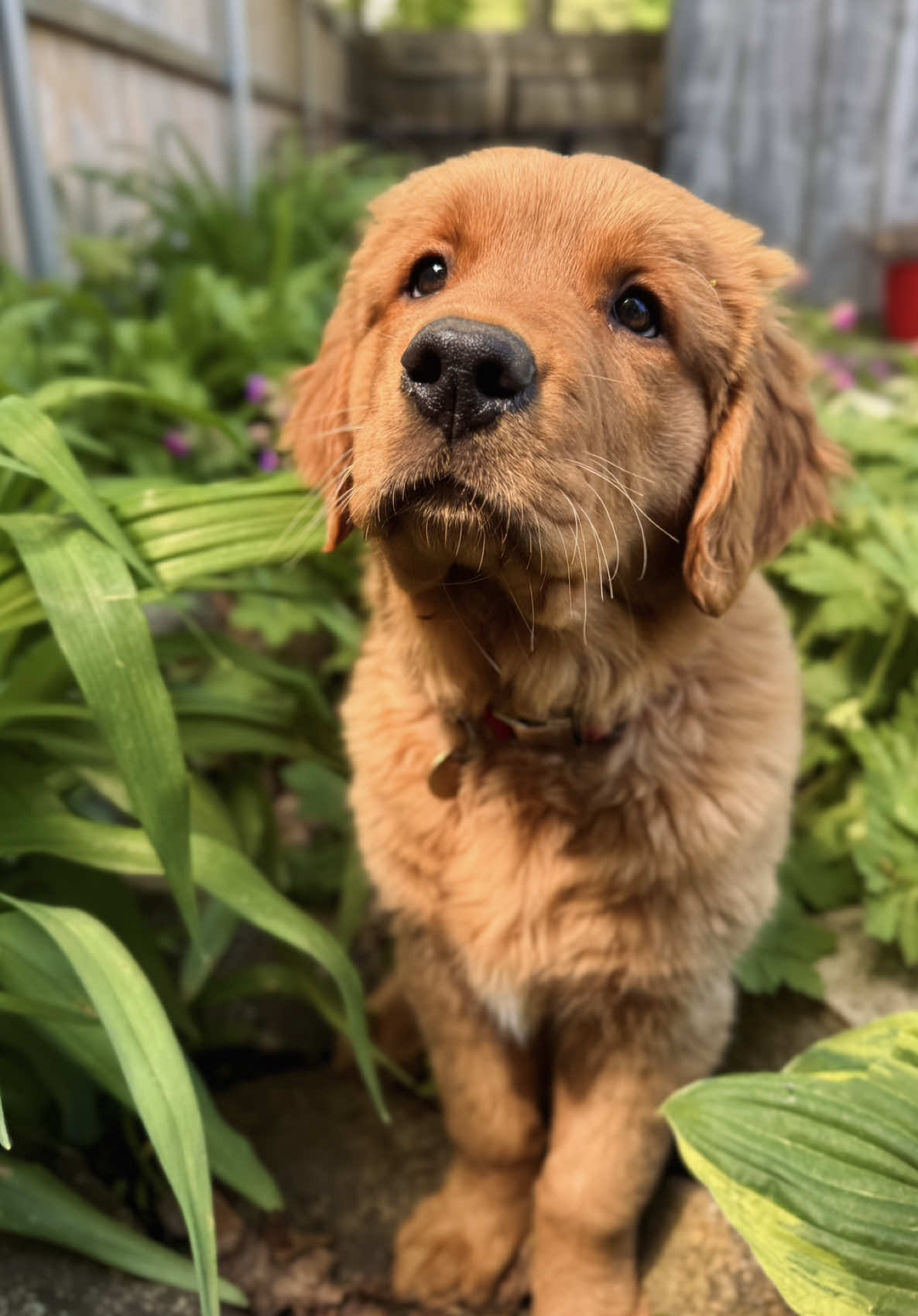@Rooster The Red Retriever