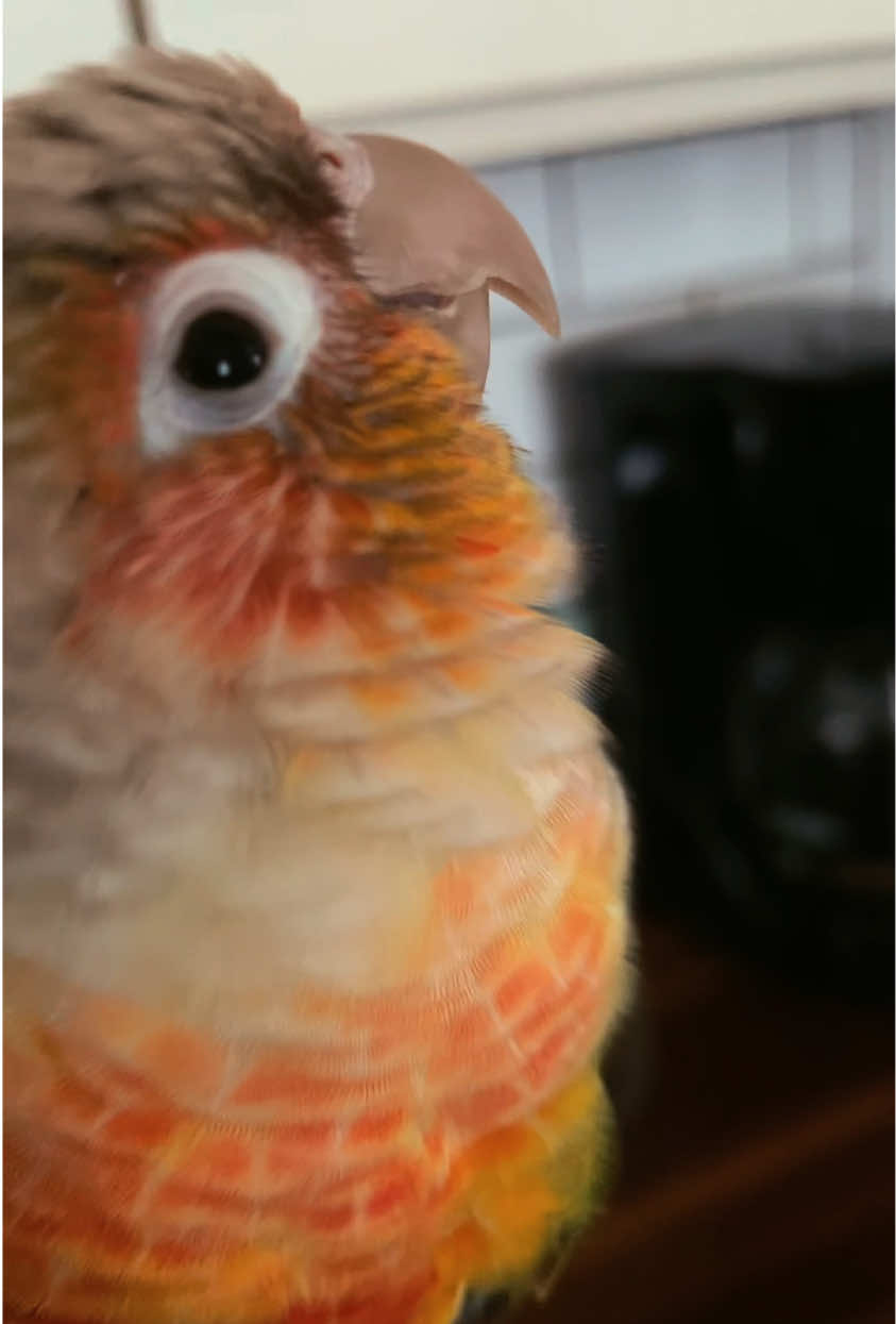@Chomps