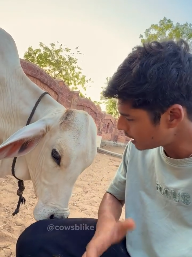 @cows_b_like