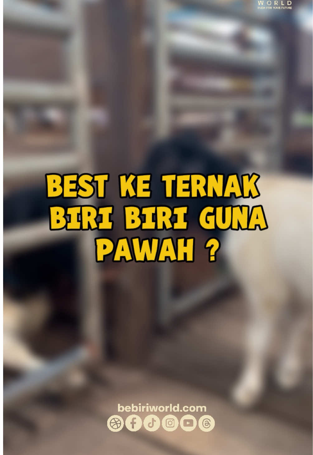 @bebiriworldempire