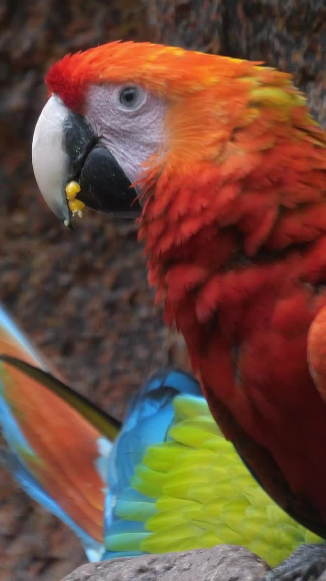 @Learn Parrots
