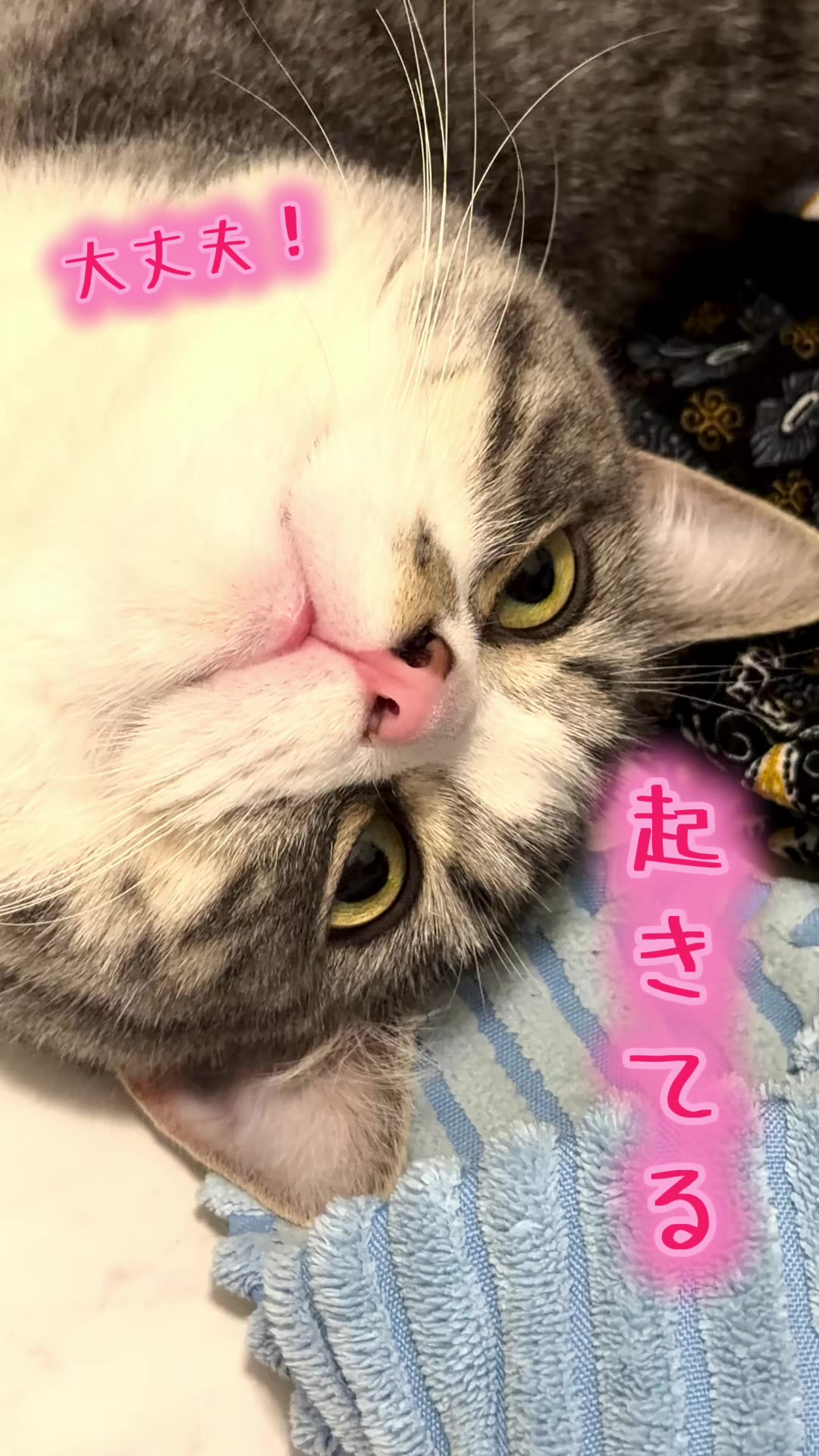 @☆しじみ☆マンチカン