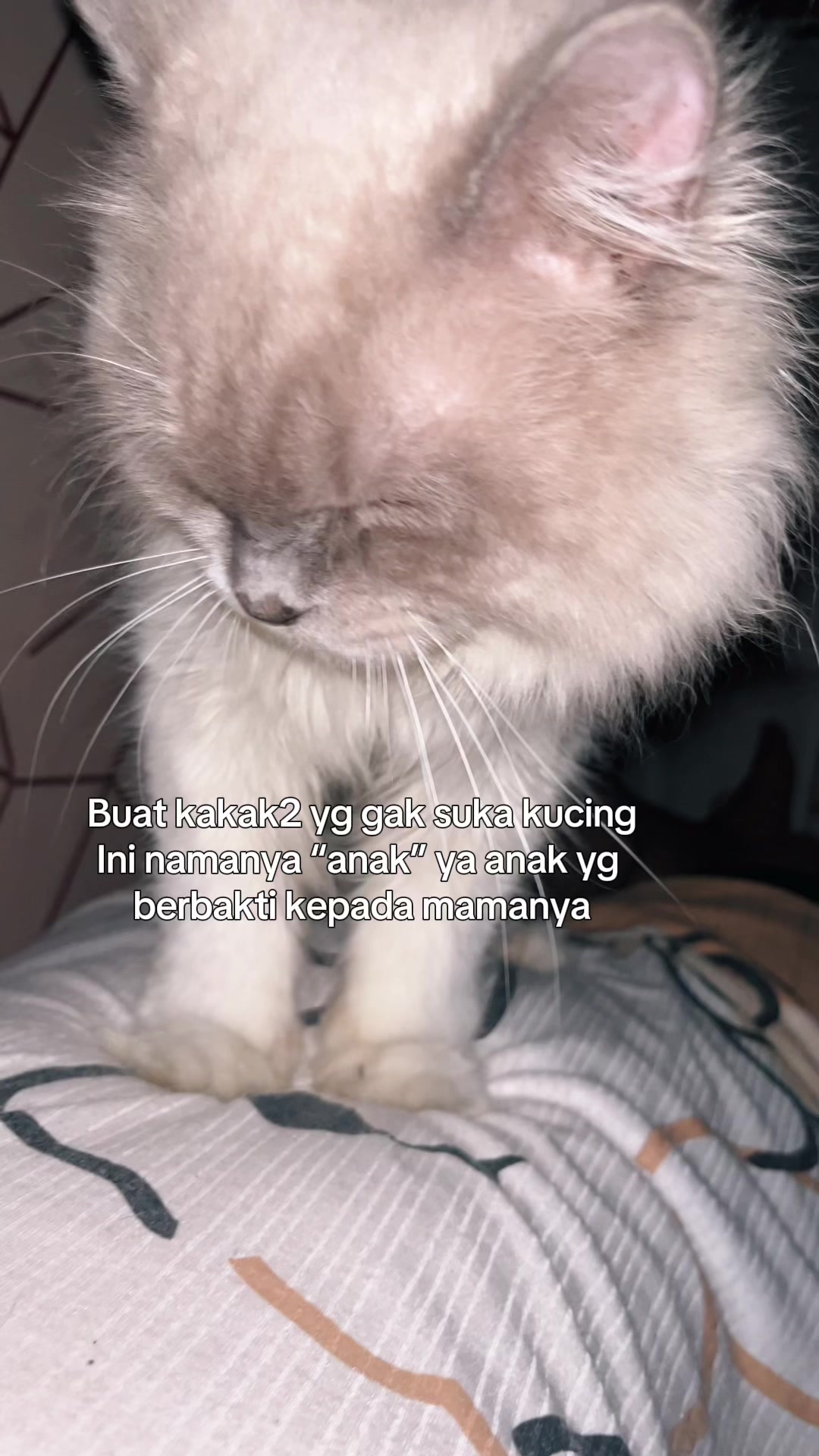 @A N I S A🤍