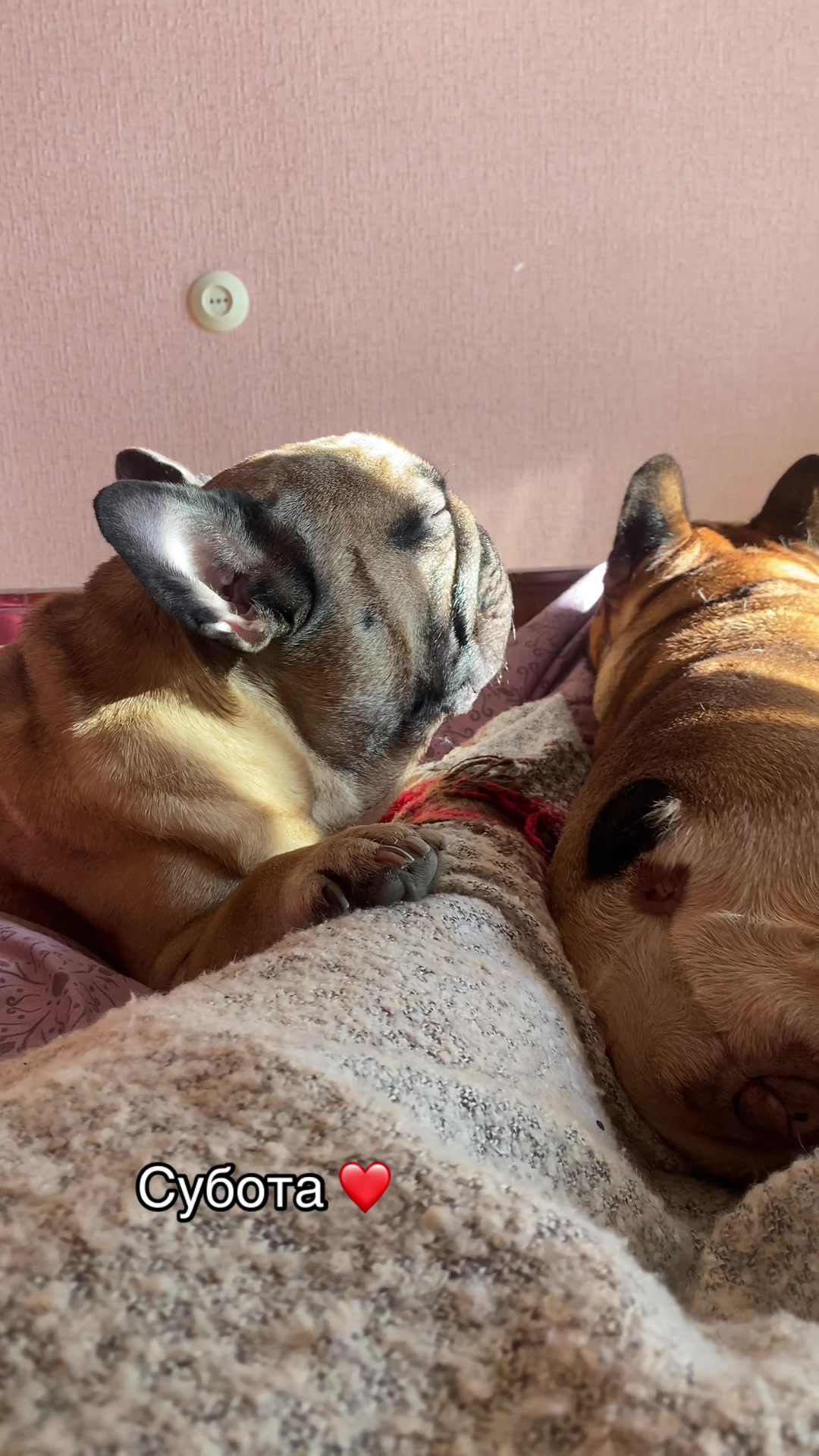 @_holly_bulls_
