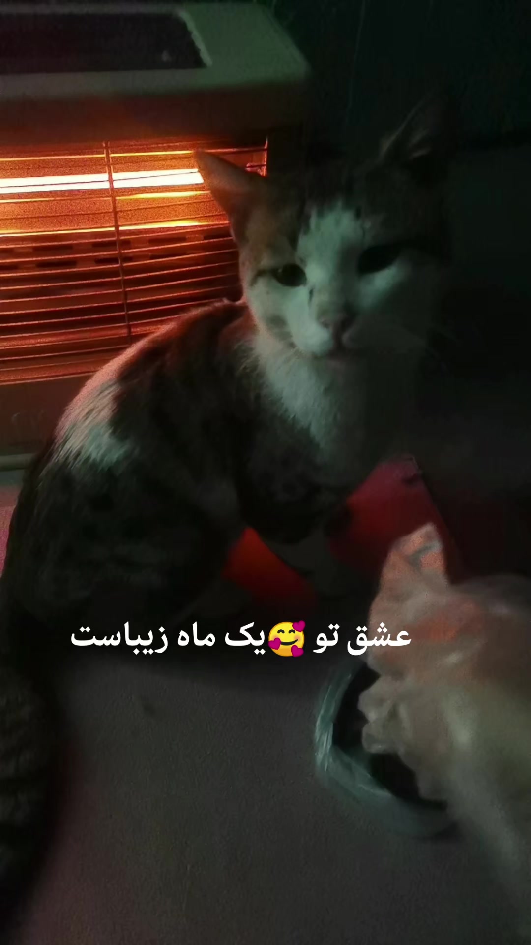 @Catslover