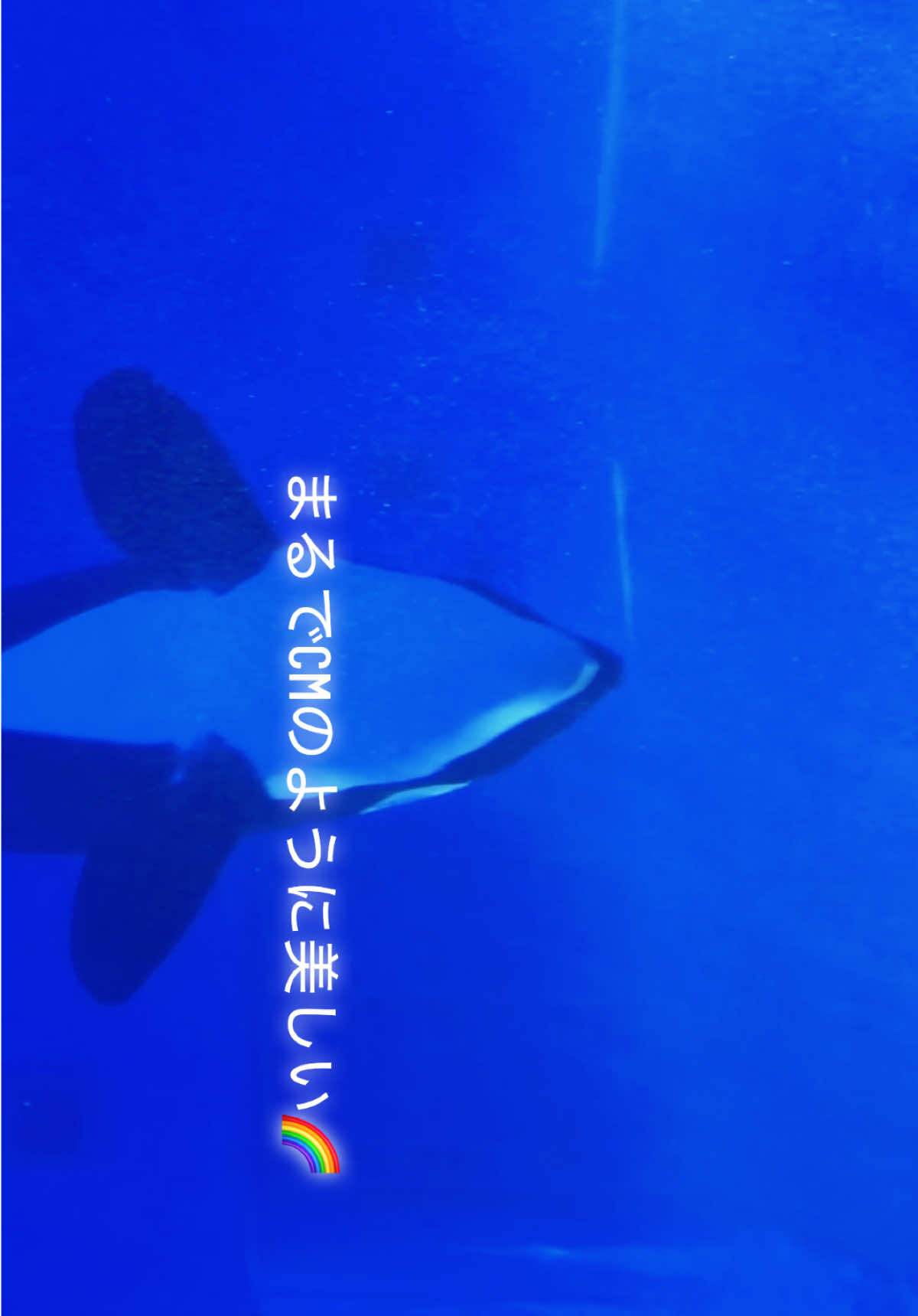 @️🫍シャチが癒し️🌈️️🫧