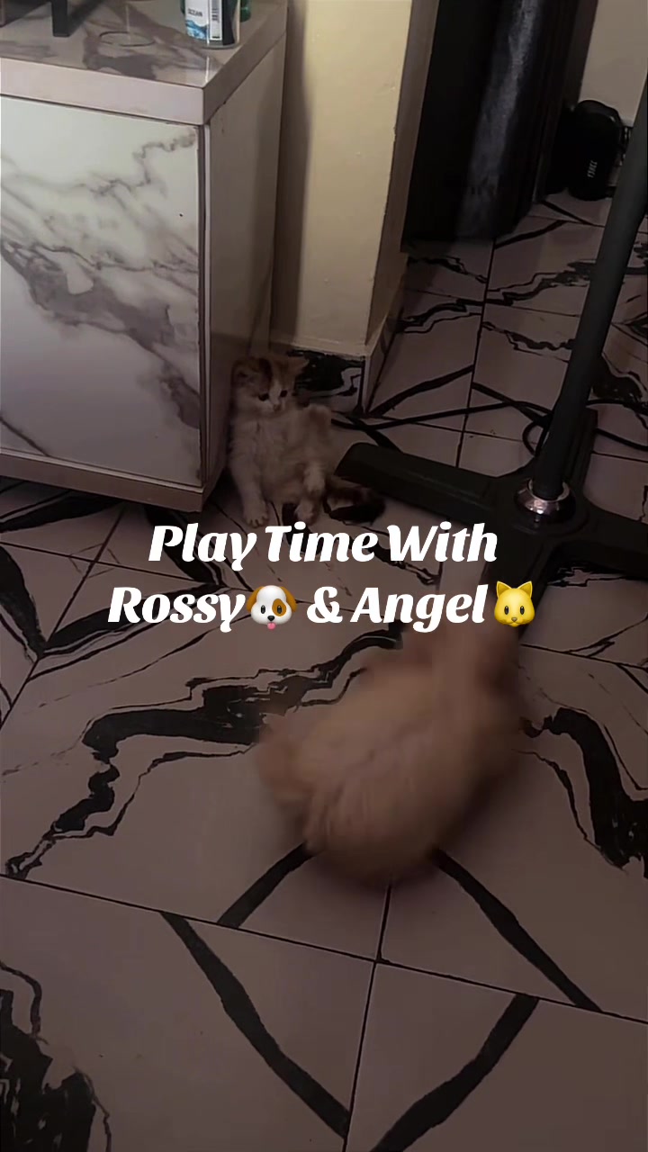 @🐱Deraspets🐶