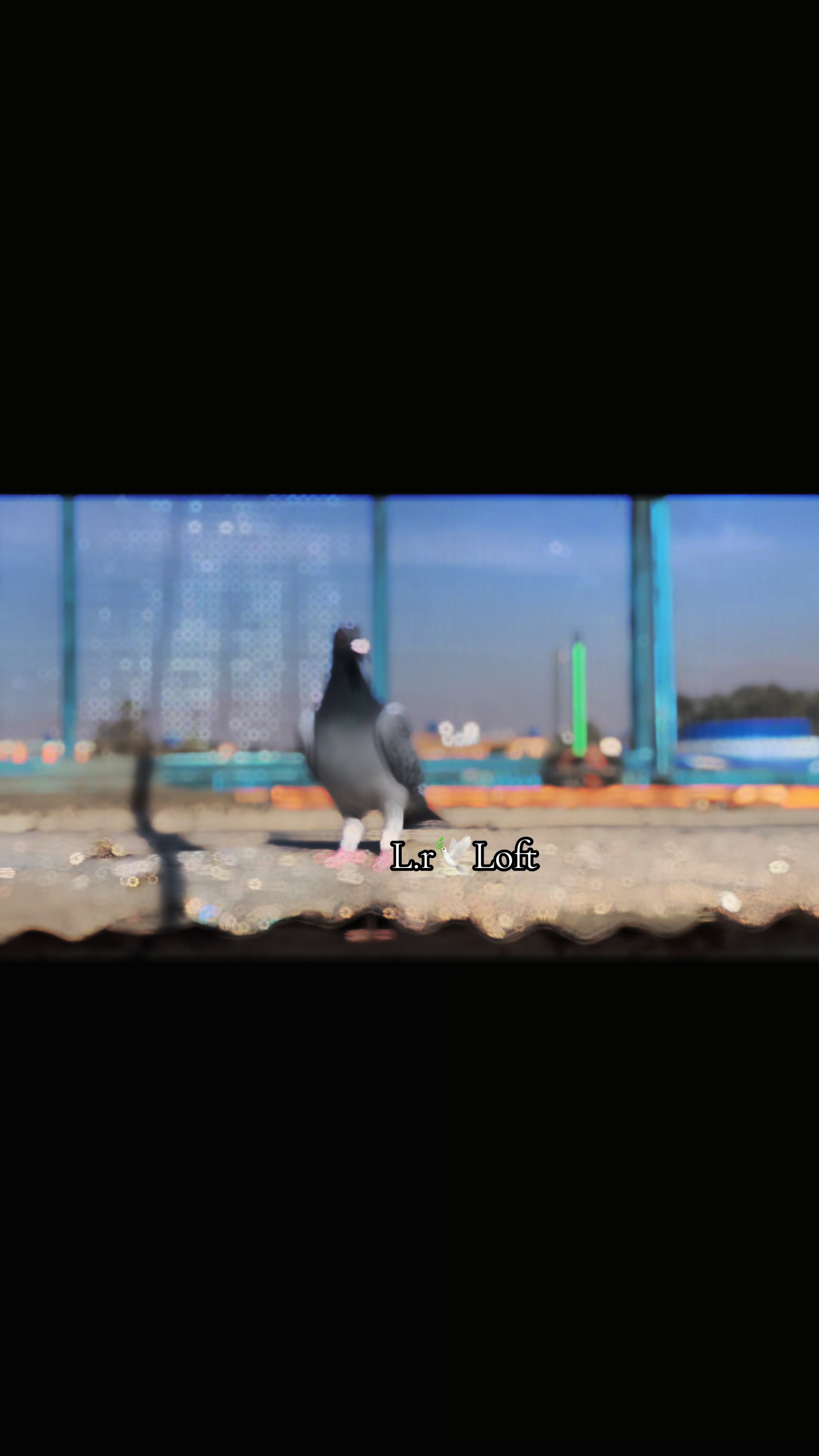@🕊️L.R .Loft.Q.z.Meer&rsquo;s.Loft🦅