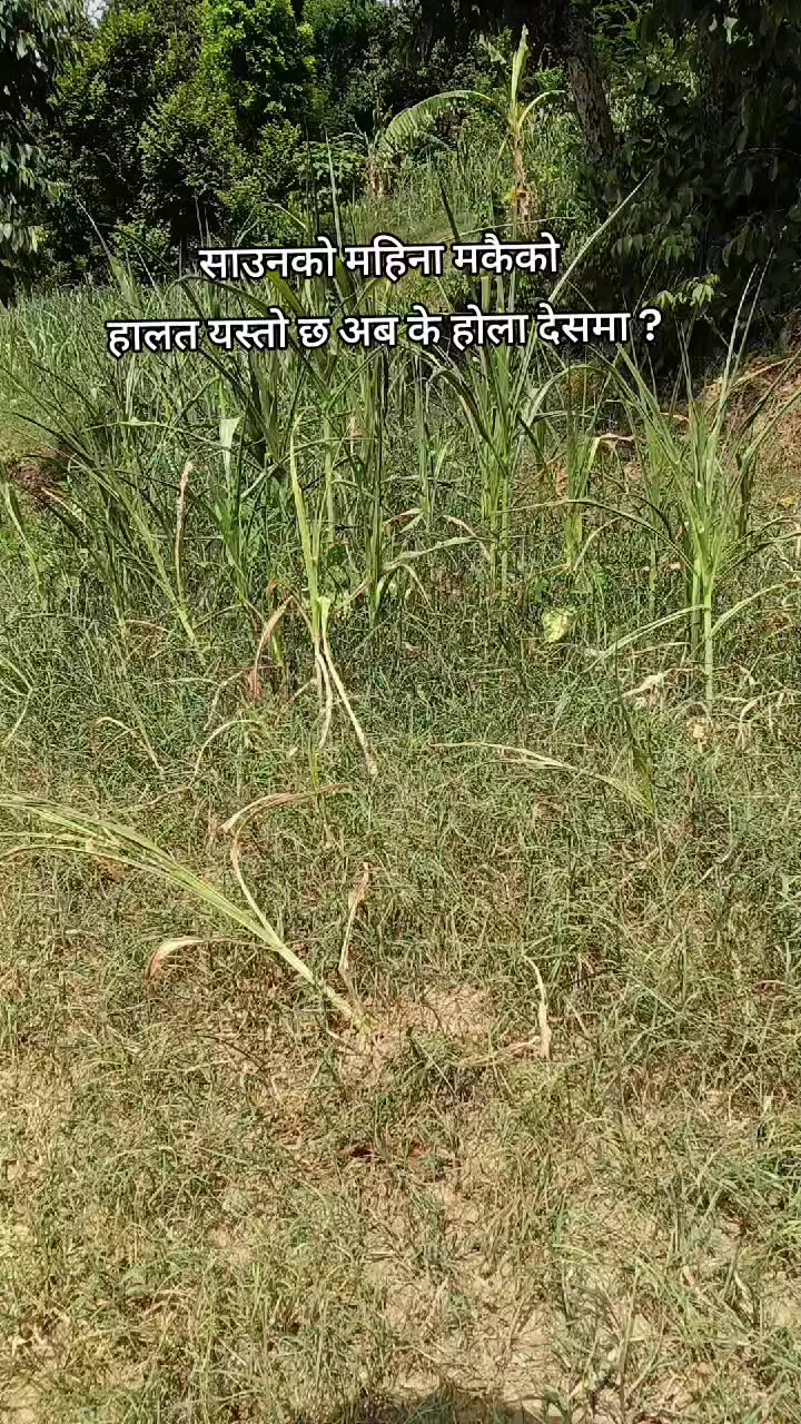 @Tulasa basnet
