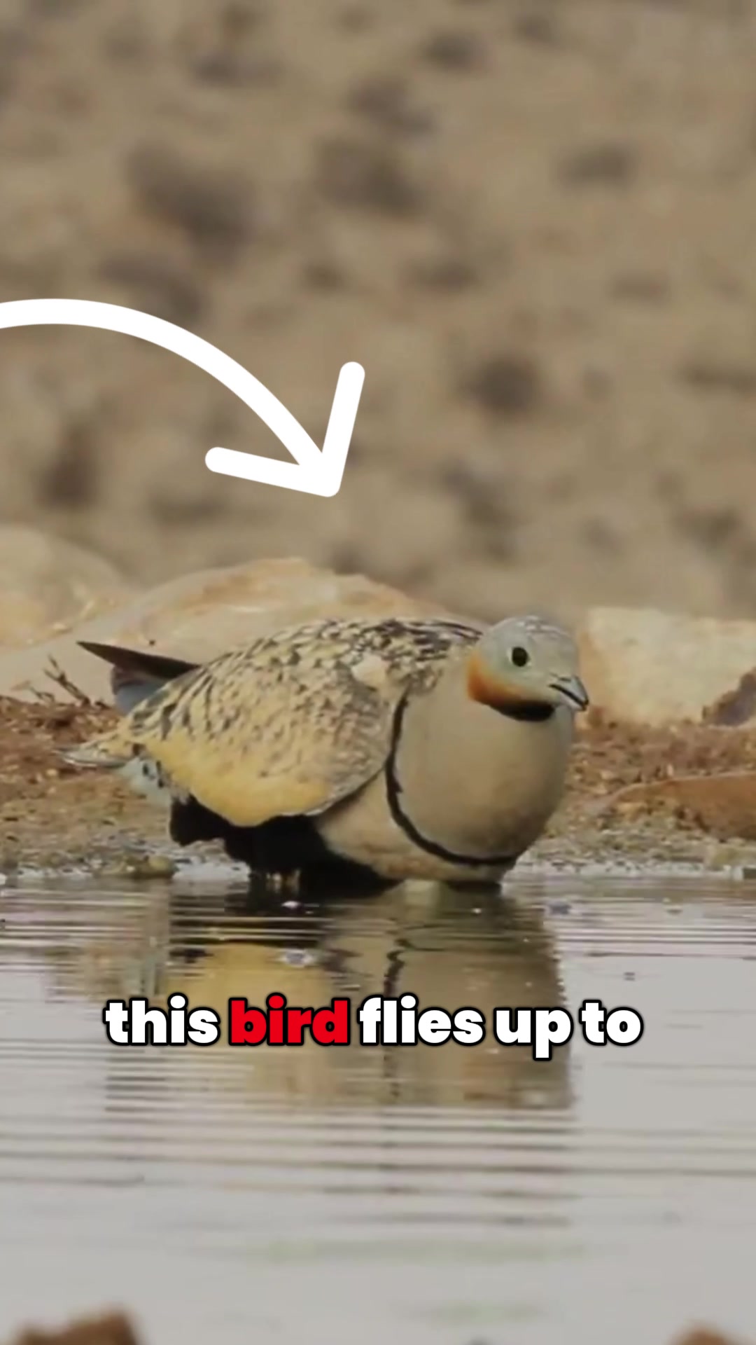 @Bird Lens