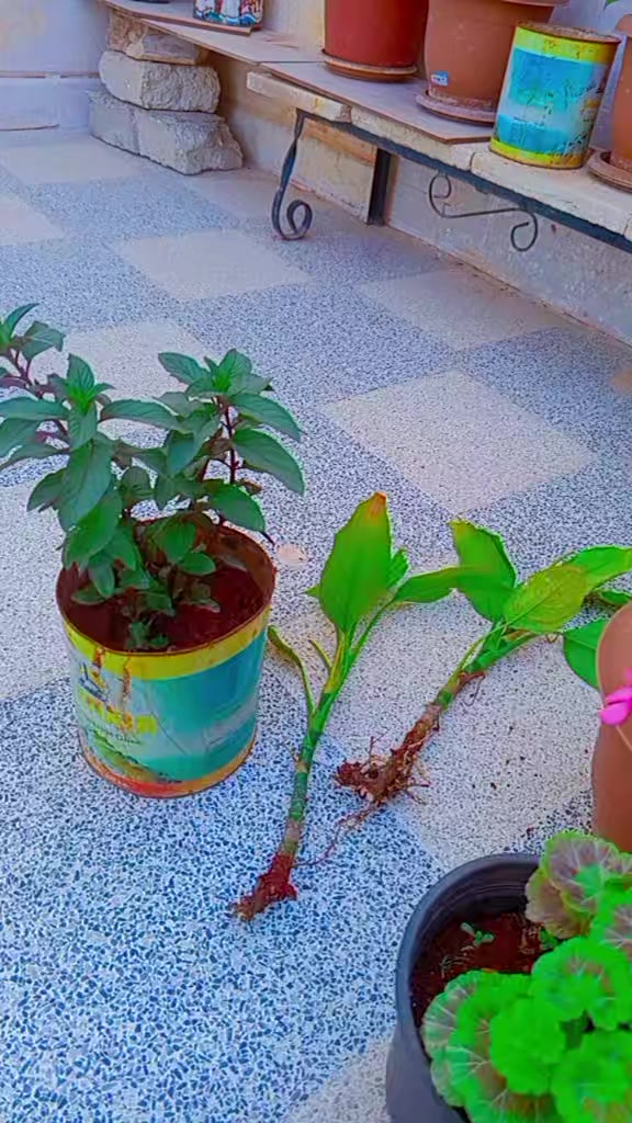 @أم آسيل