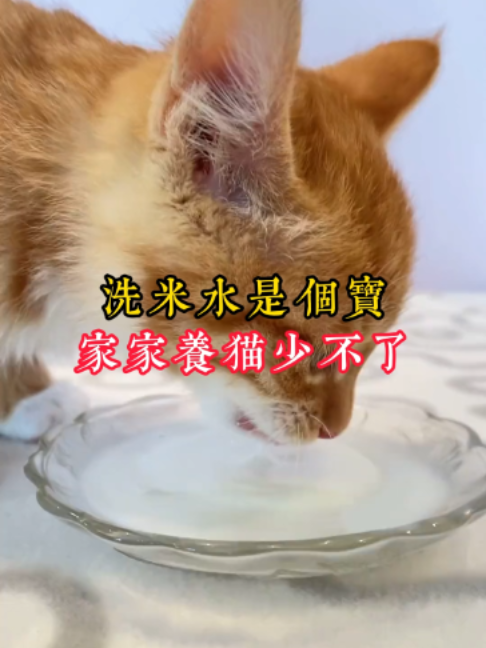 @catology