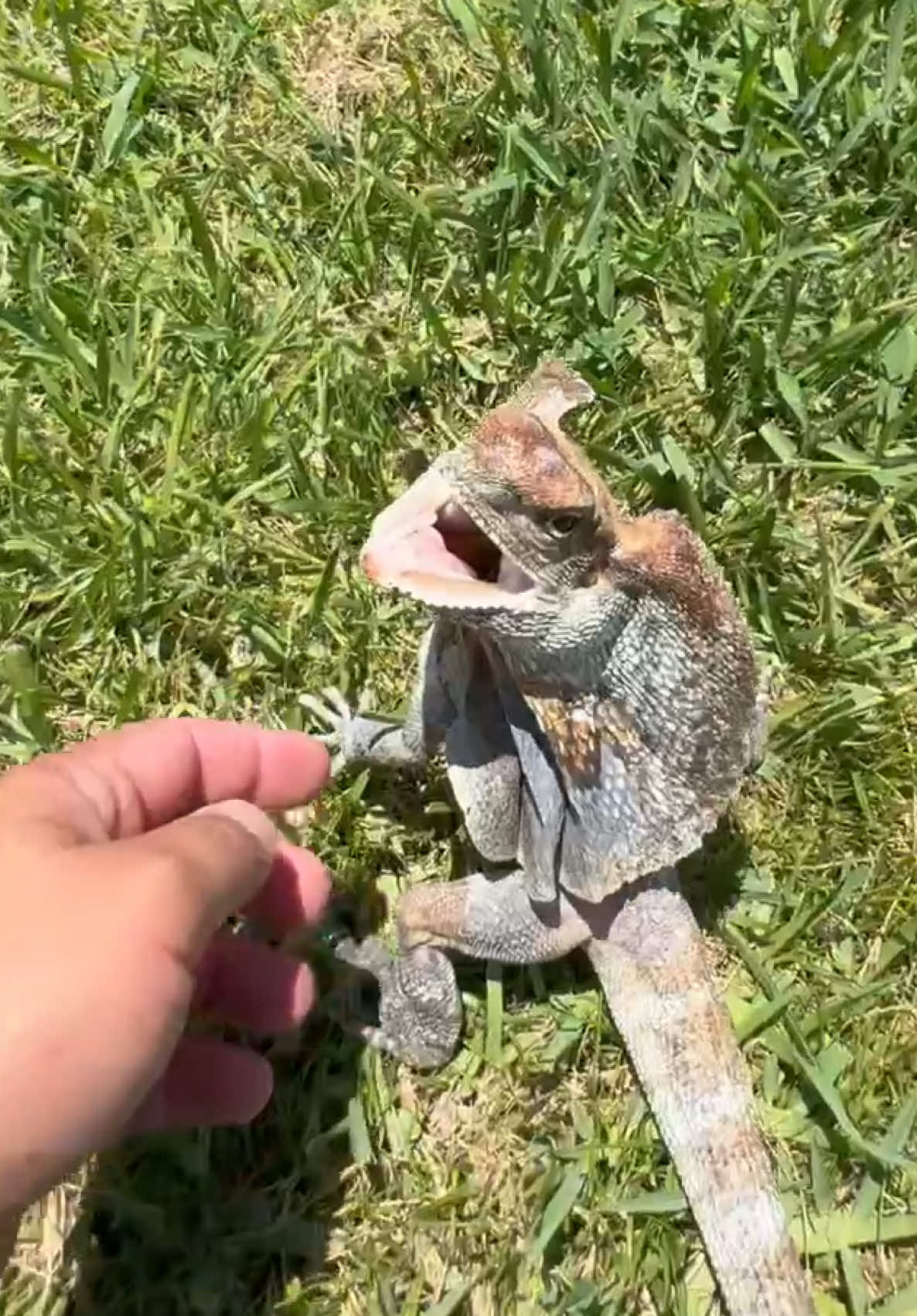 @Tommys_reptiles