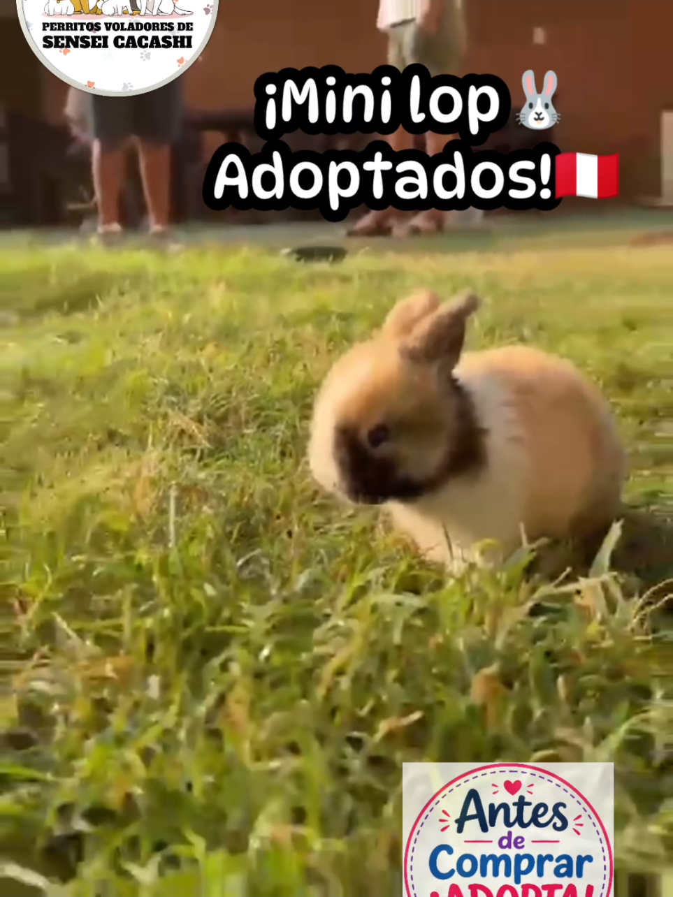 @Perritos Voladores
