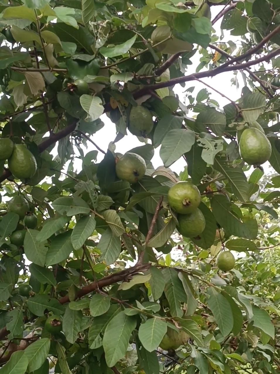 @Tổng Sỉ Huân Hường Thổ Tang