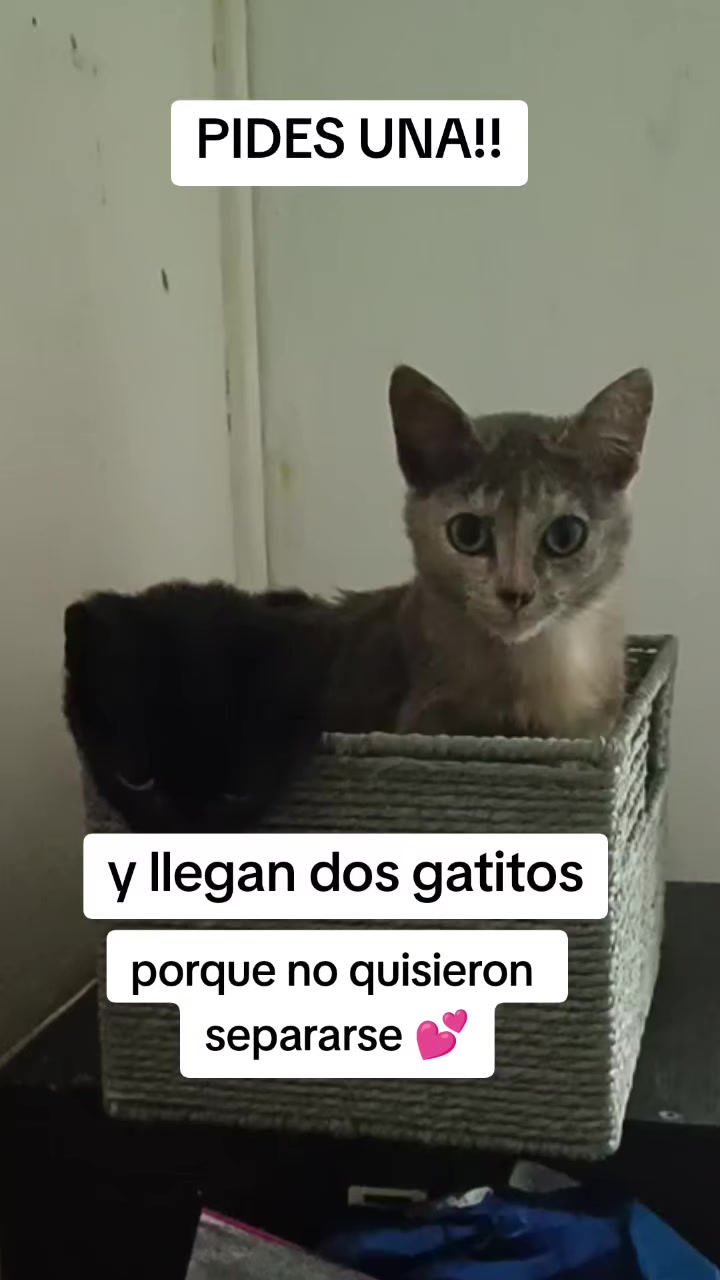 @Andreina