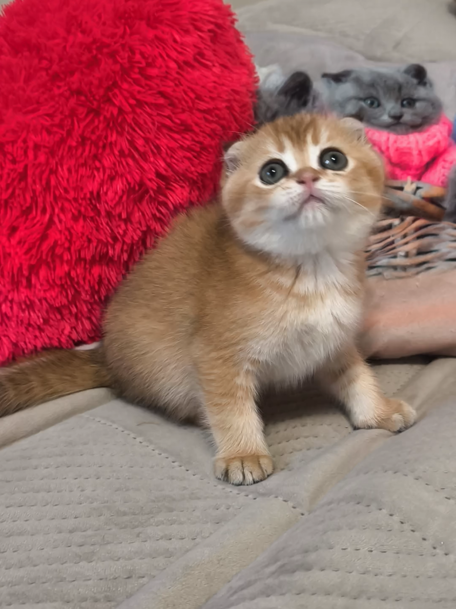 @Кошенята шотландські 😻