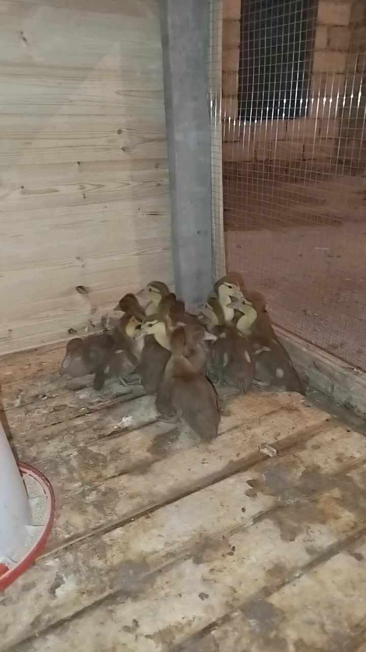 @LaL OrdəK Təsərüfatı balaxani4