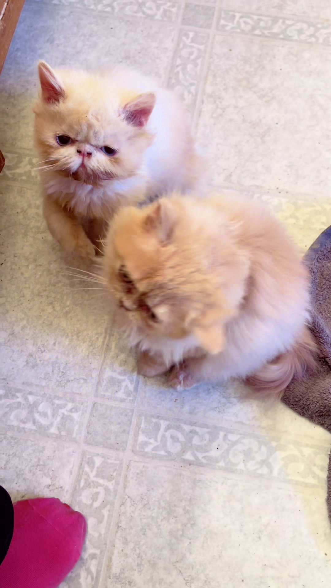 @PersianKitten