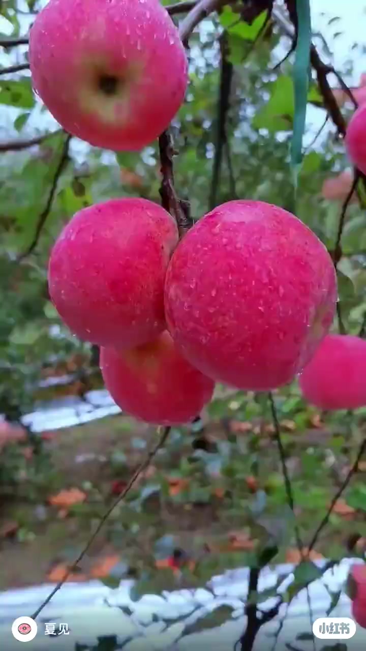 @🍊國中在改名🌧️ 🧆🍝