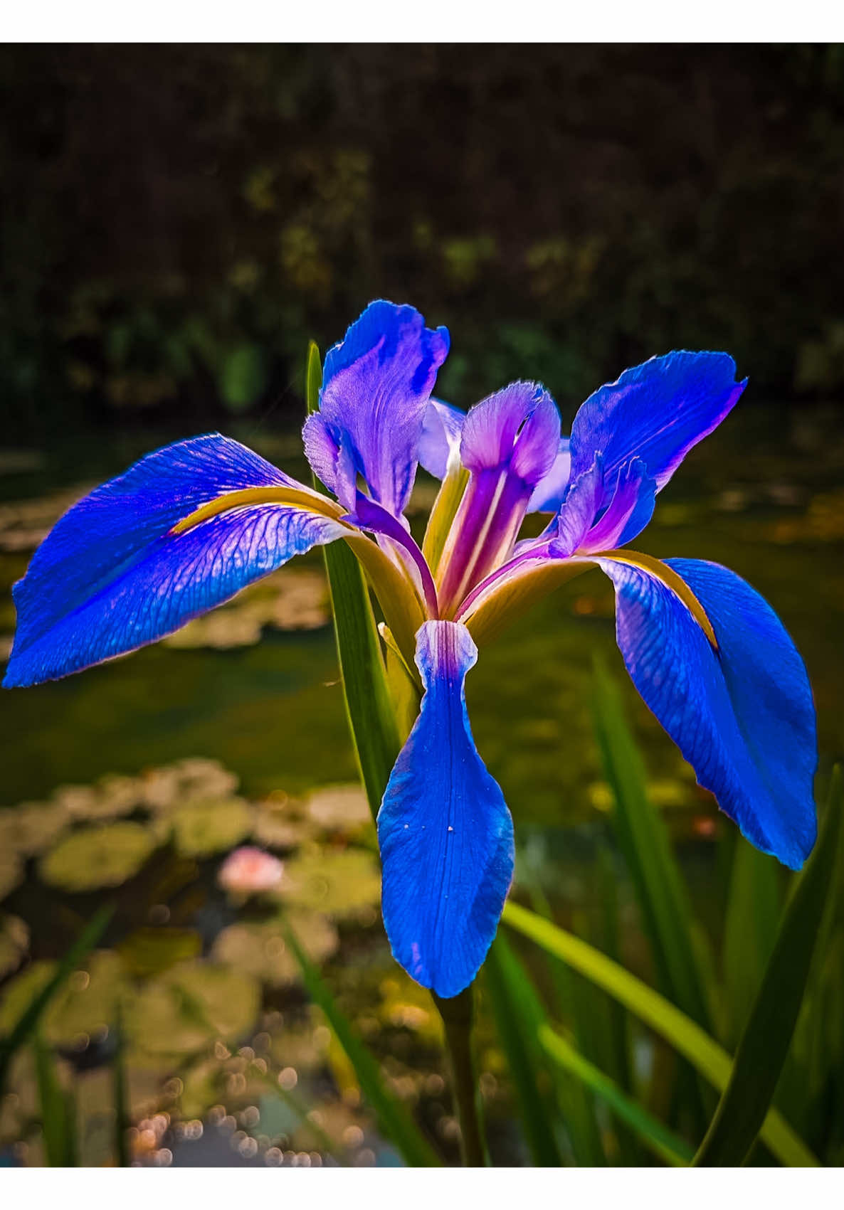 @𝑻𝒂̂𝒏 𝑻𝒉𝒊