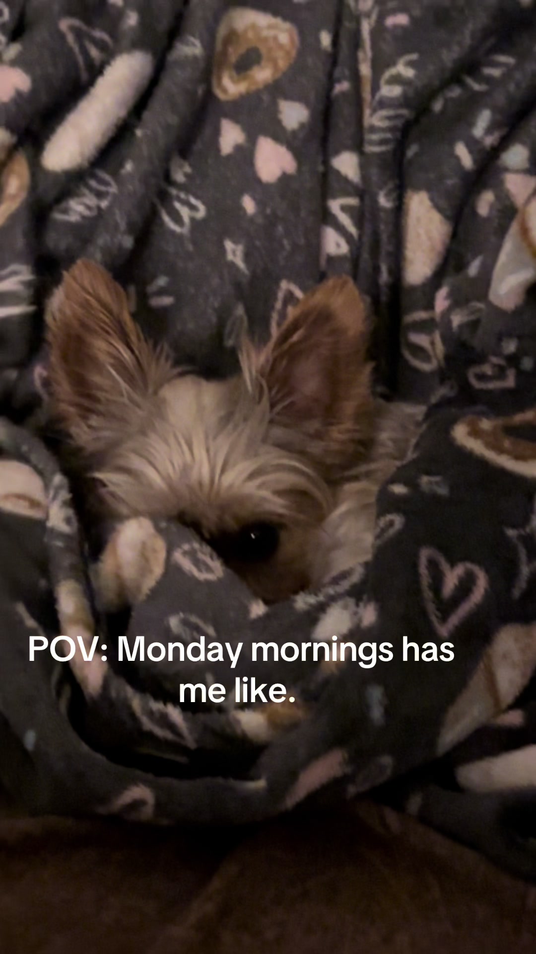 @Penny the Yorkie